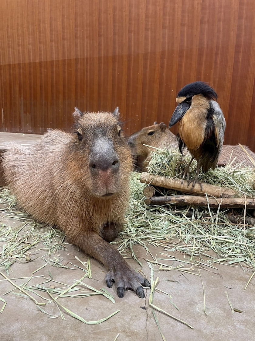 氷茉莉 なな