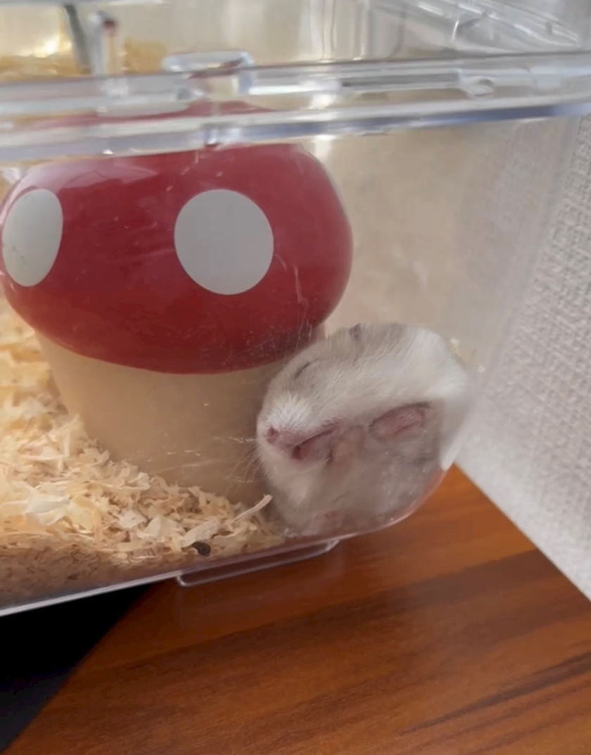 かびるんるんさわ