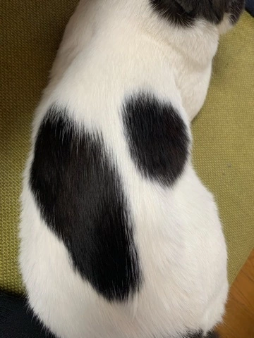 ゆず
