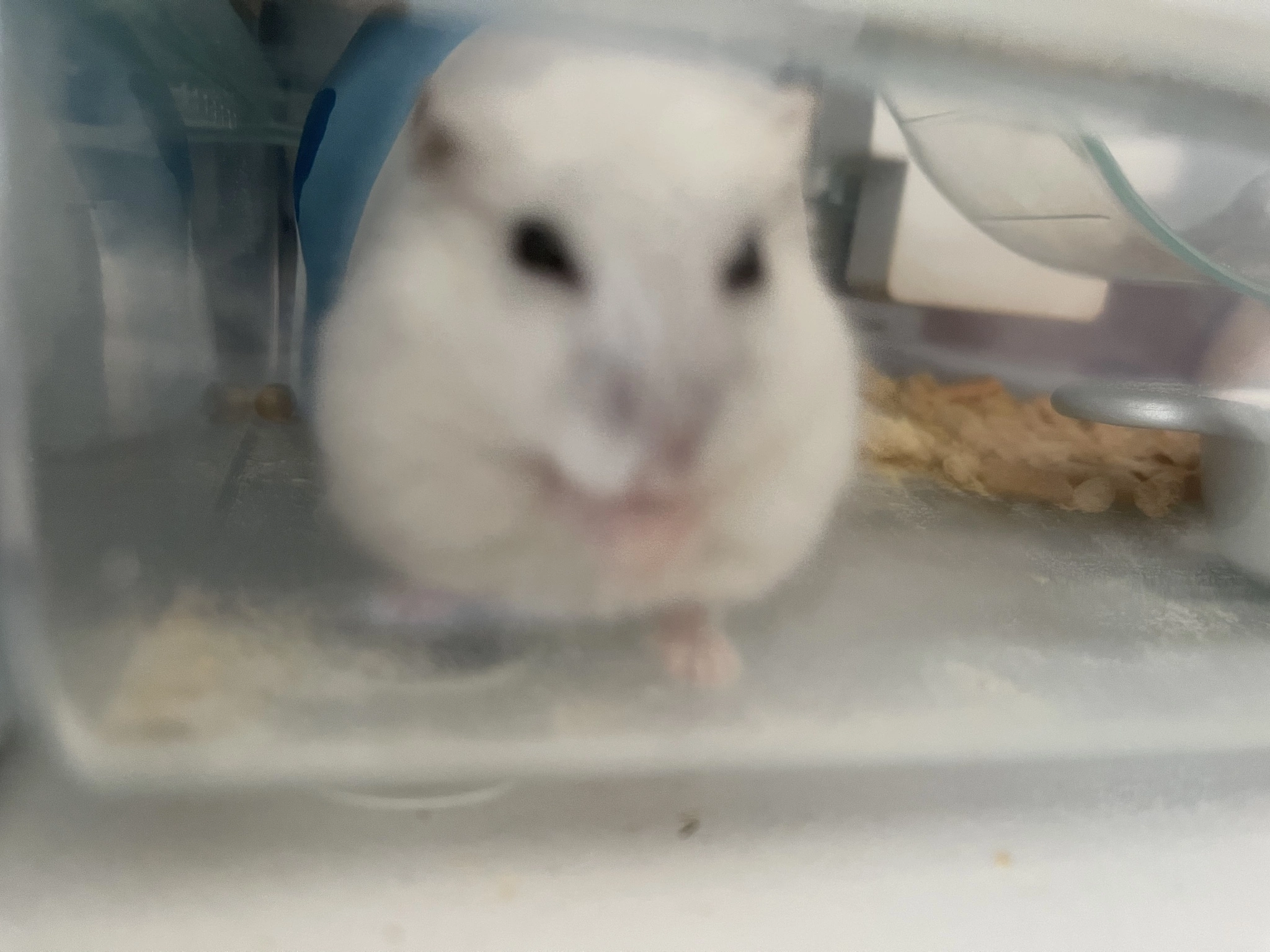 まゆ