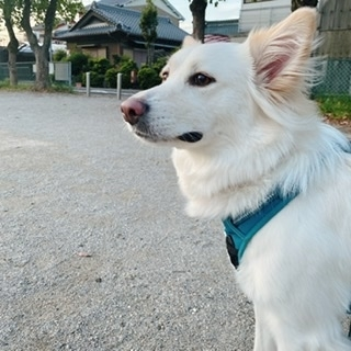 京 さゆみ
