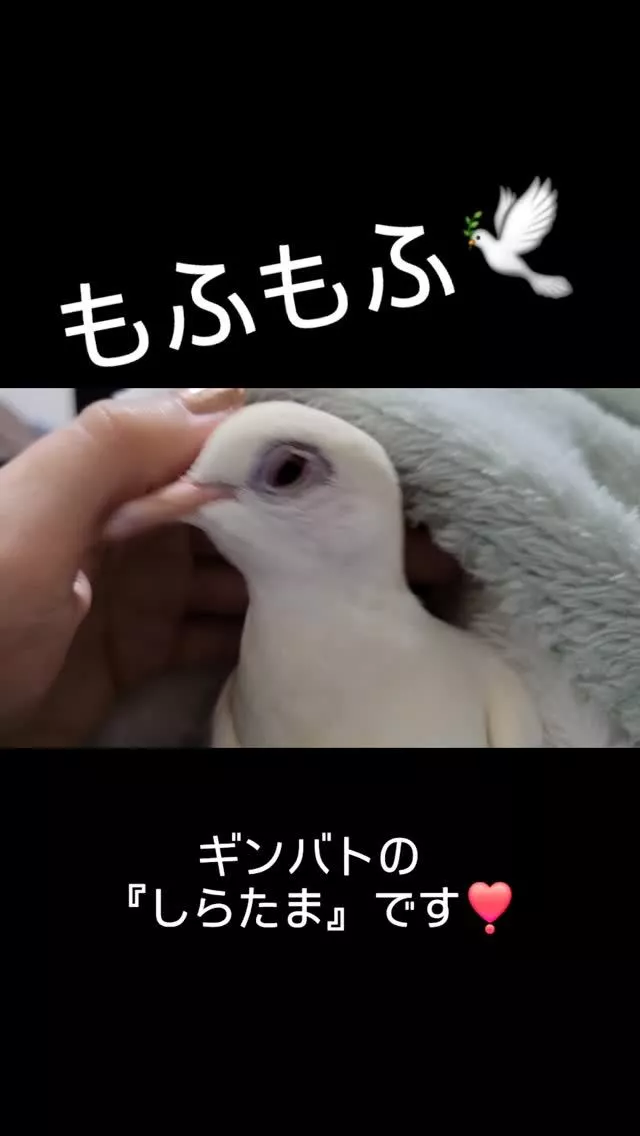 レイラ