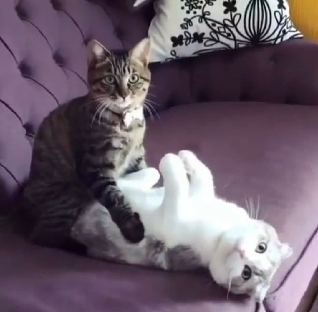 紫音