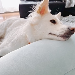 京 さゆみ