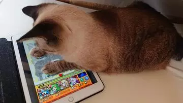 ひな