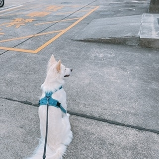 京 さゆみ