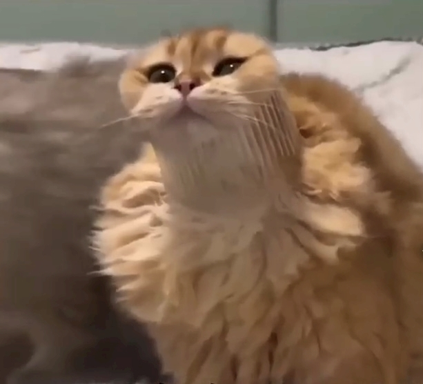 ゆか