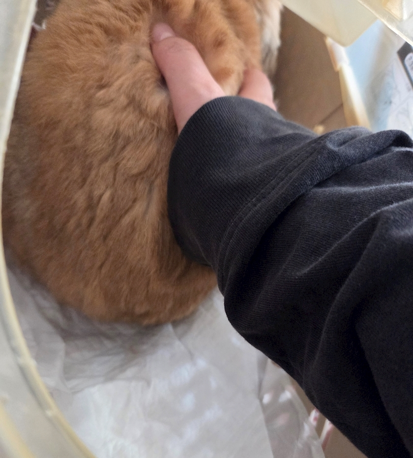 ほのか
