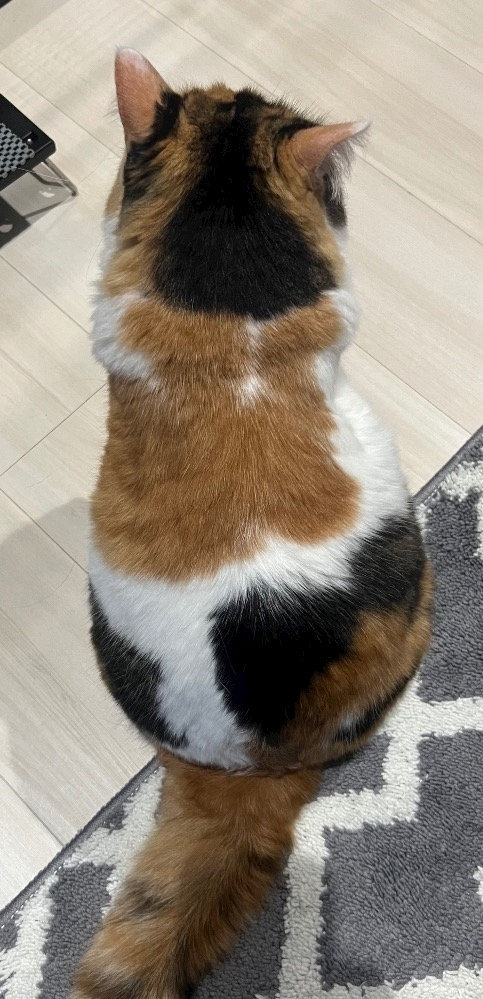 メイ