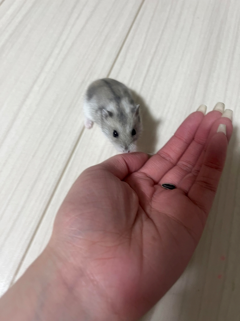夢咲 さくら