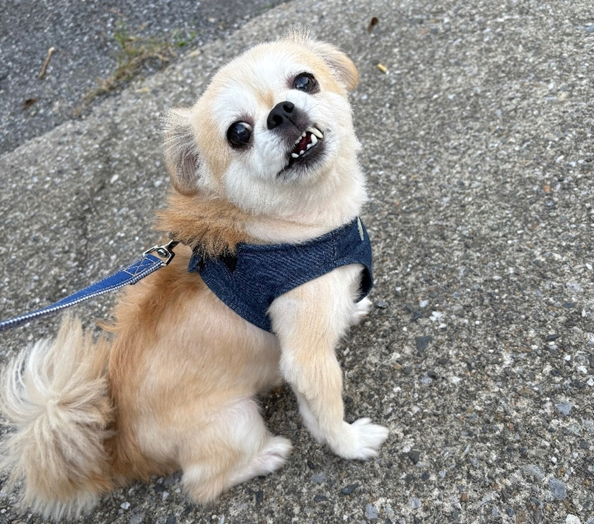しずか