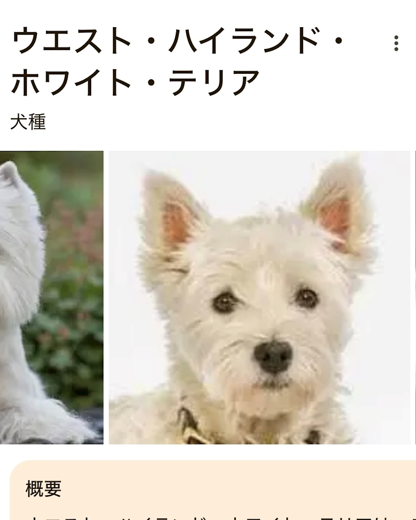 緑 四葉