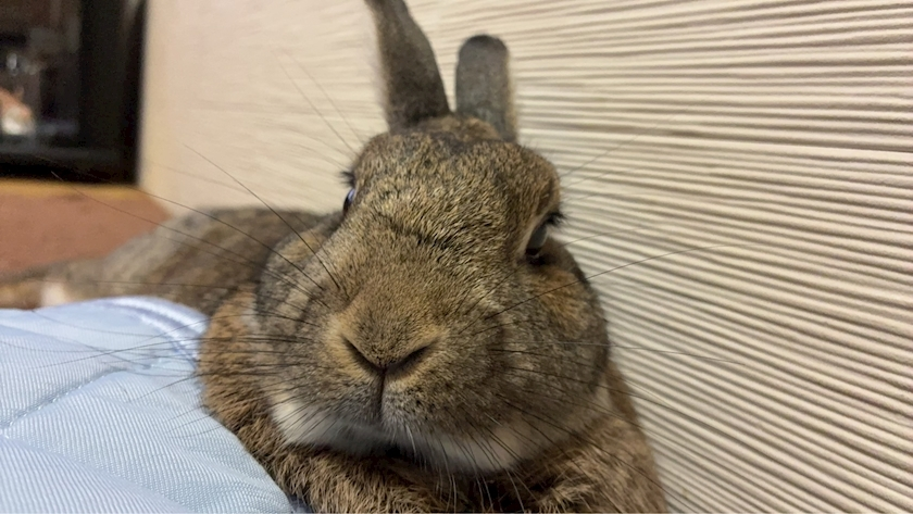 ココ