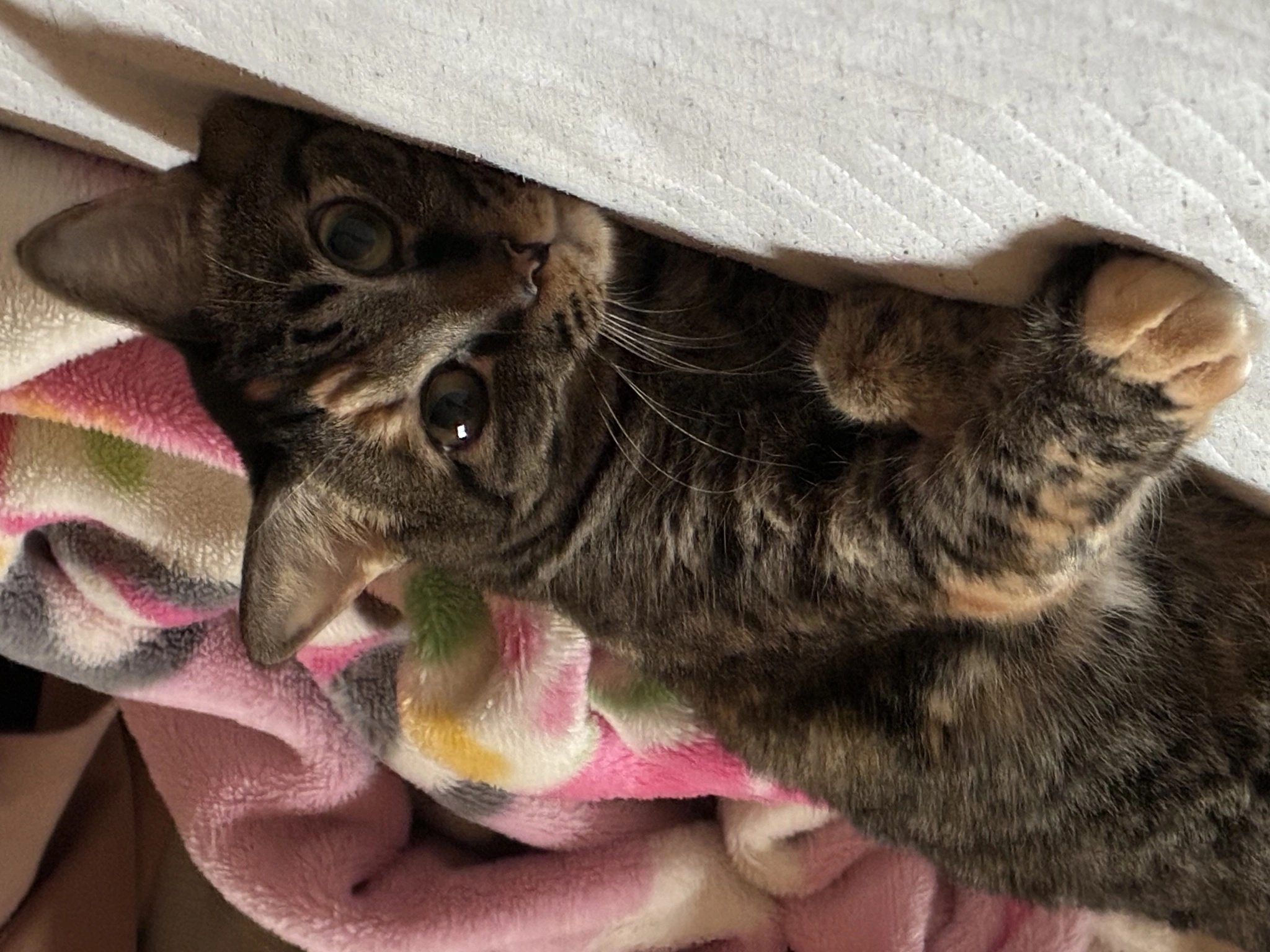 あや