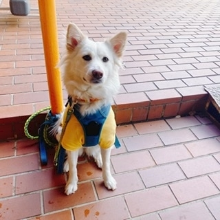 京 さゆみ