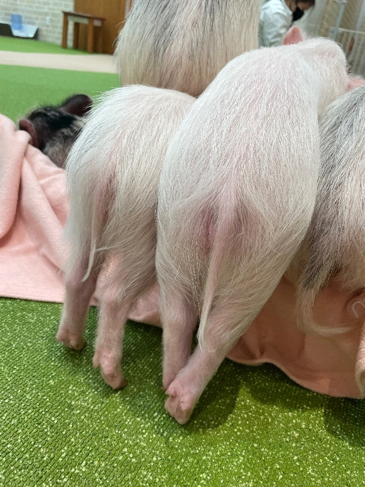 中原 せつな