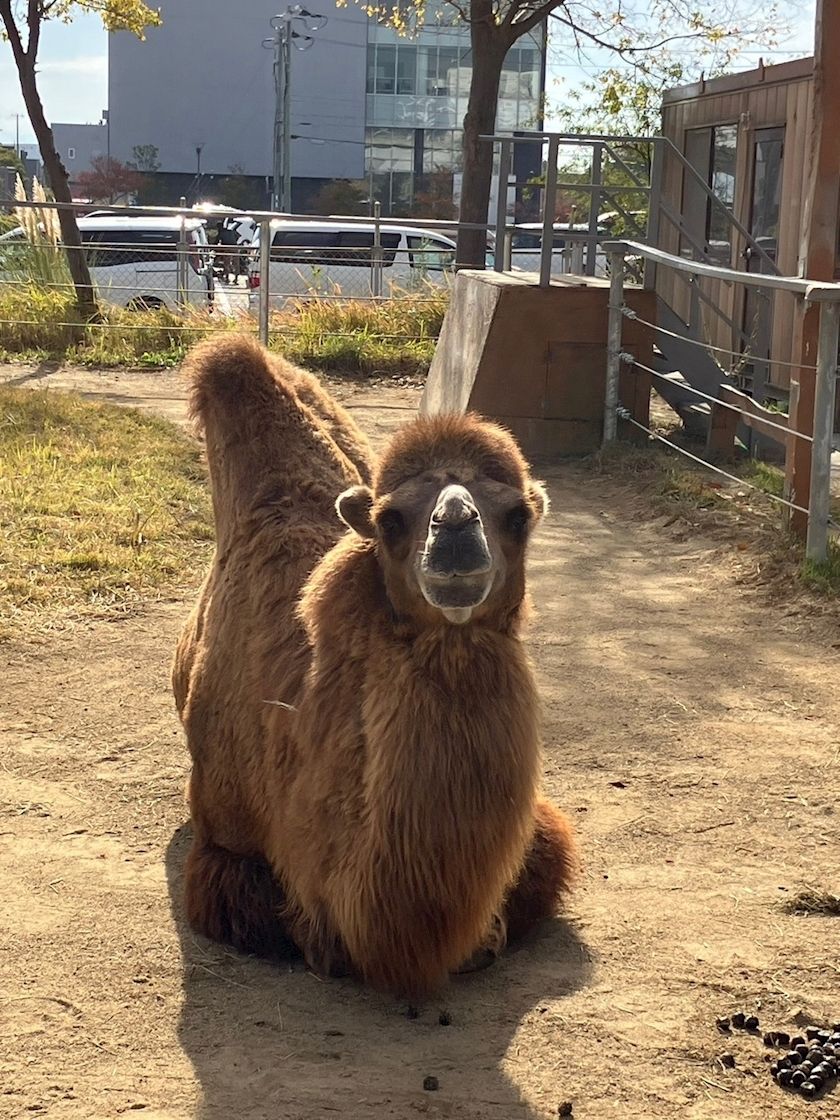 涼宮 しずか