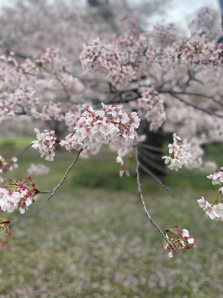 あおい