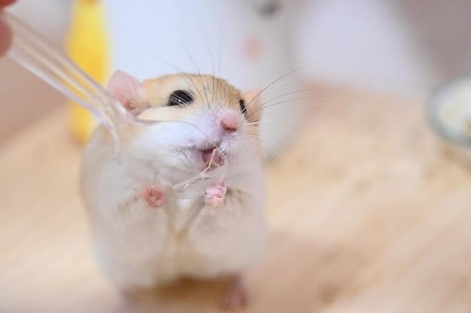 乃愛 @ギルガメッシュ