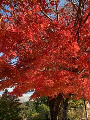 荒木 ナツミ