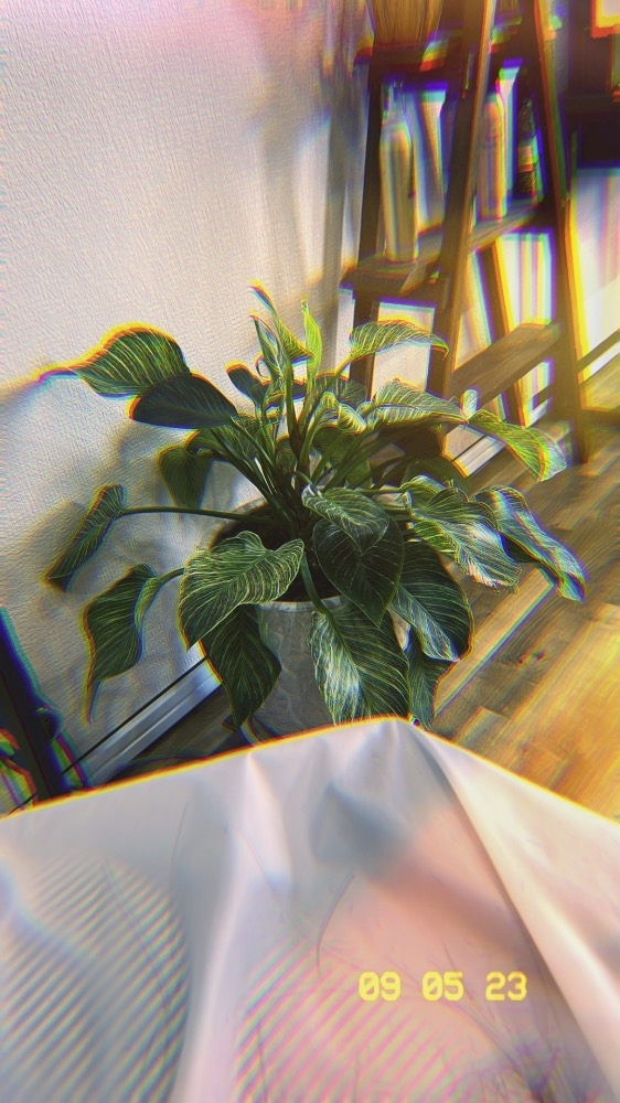 まいか