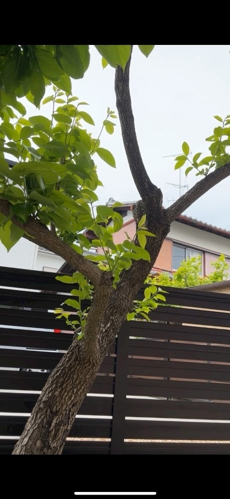 椎名 あかね