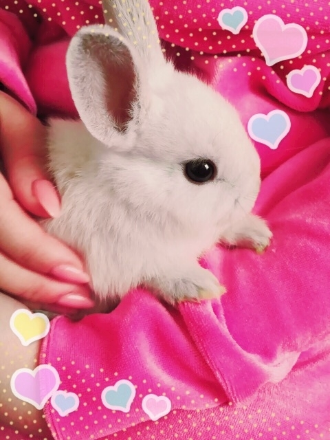 あおい