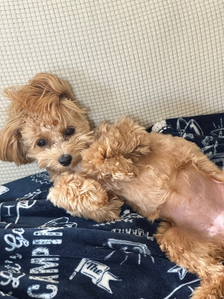 たむ