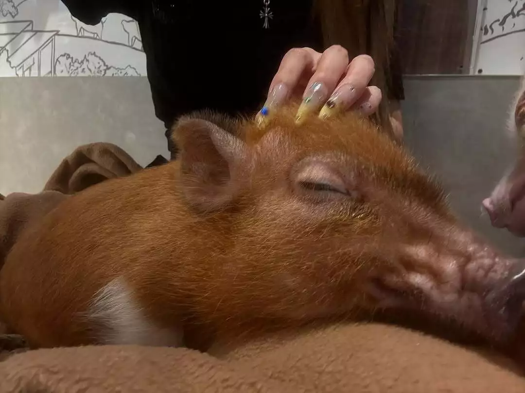 ナナ