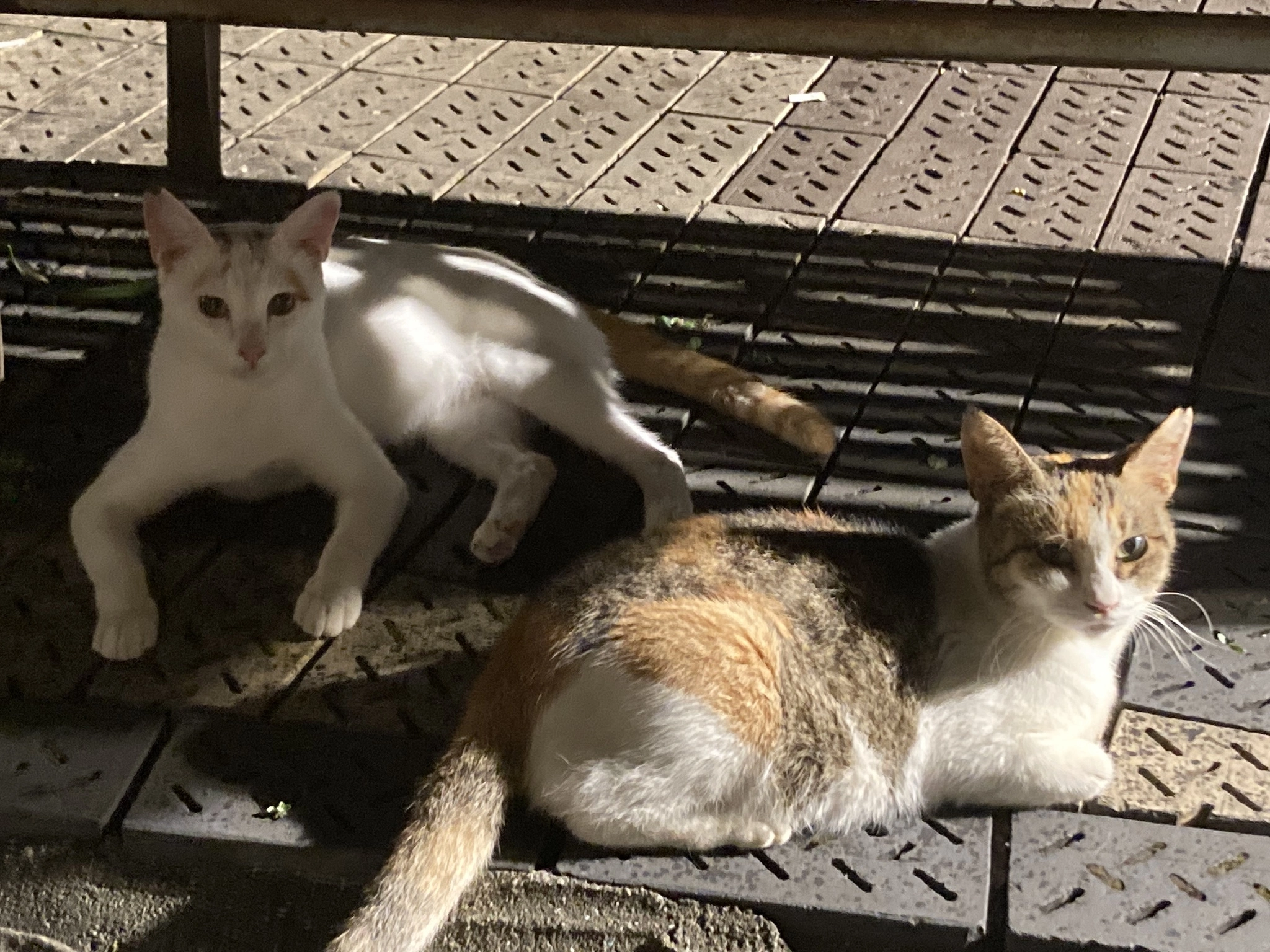 ゆり