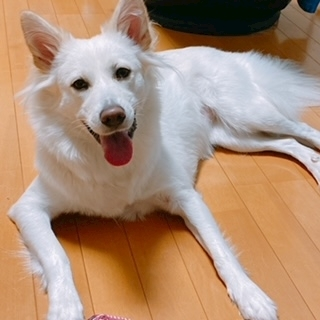 京 さゆみ