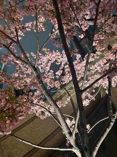 ゆきの