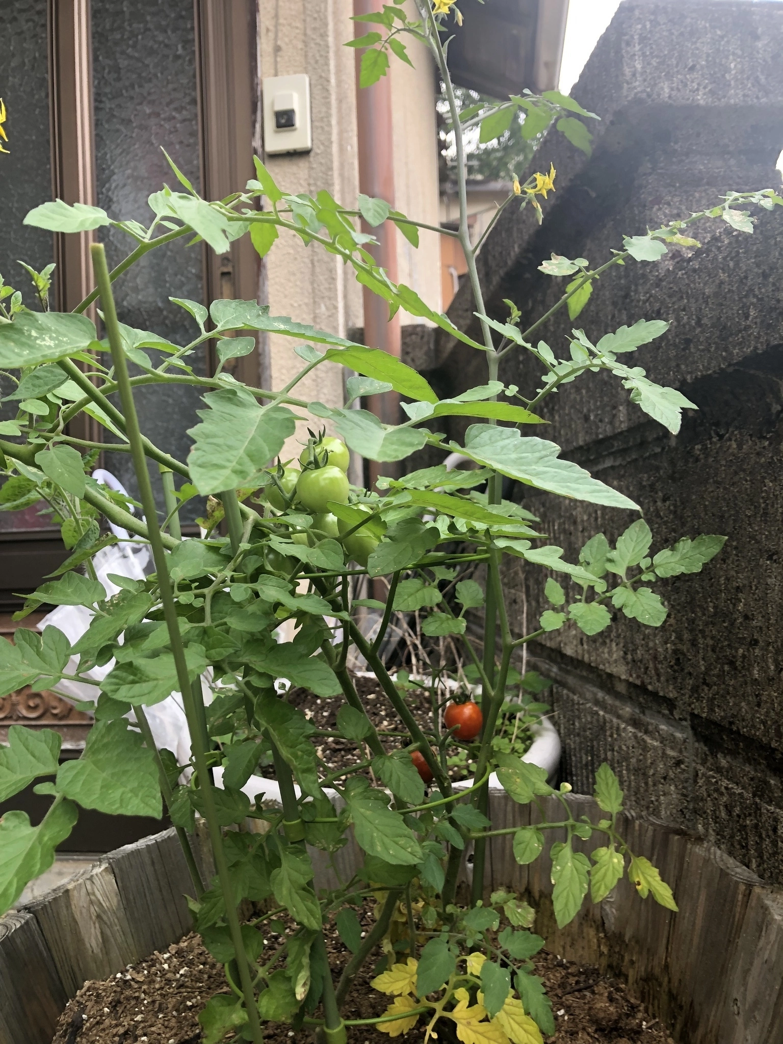 藤本 祐子ママ