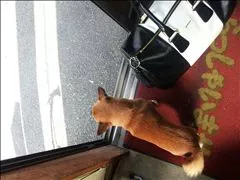 桃瀬 百華