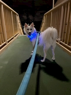 京 さゆみ