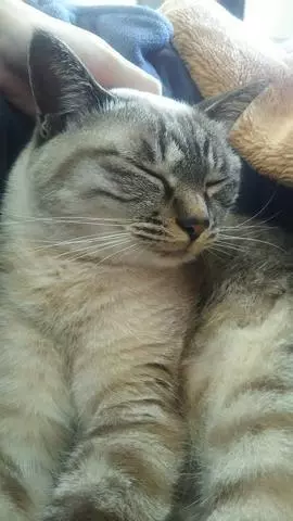 ひな