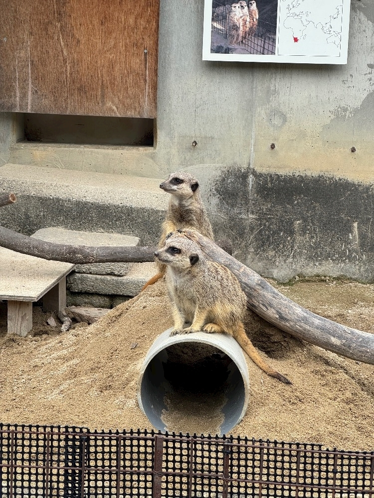 美月 ひな