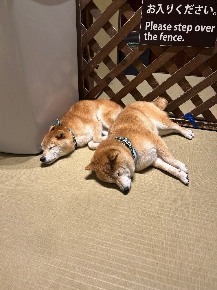 ヒヨリ