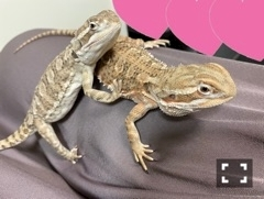 ゆう