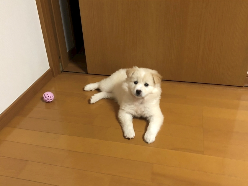 京 さゆみ