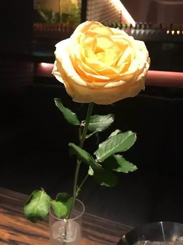 白石 愛莉