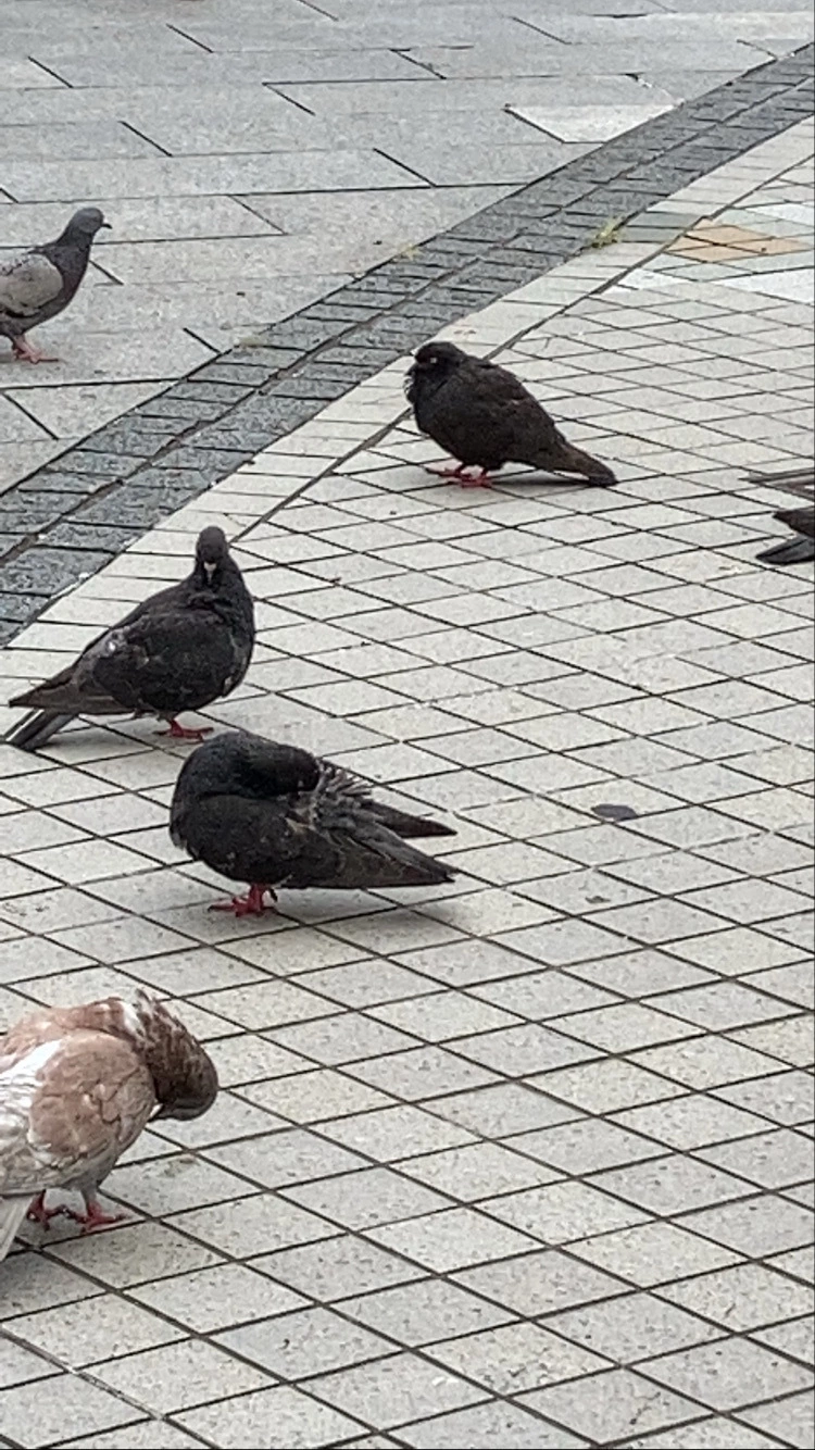 もも