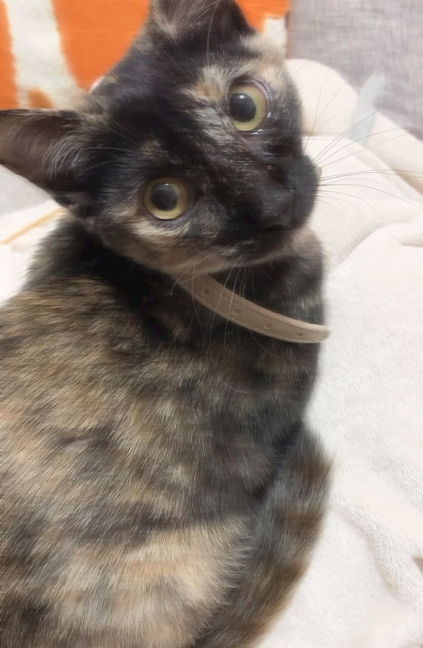 藤花 ゆの