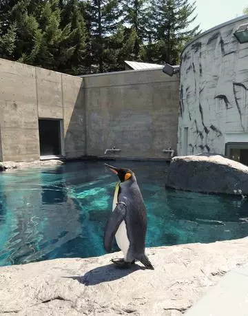 ひな