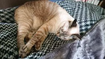 ひな