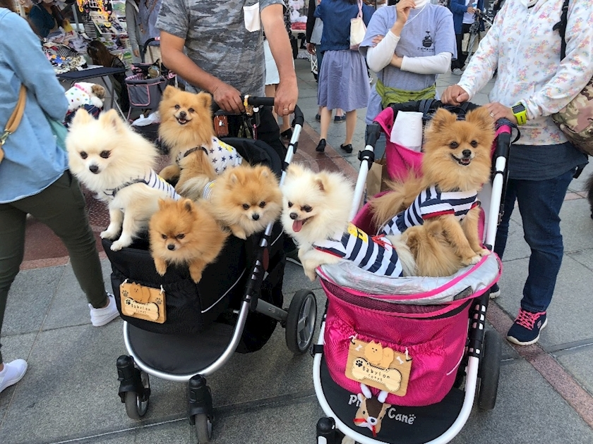 さくら