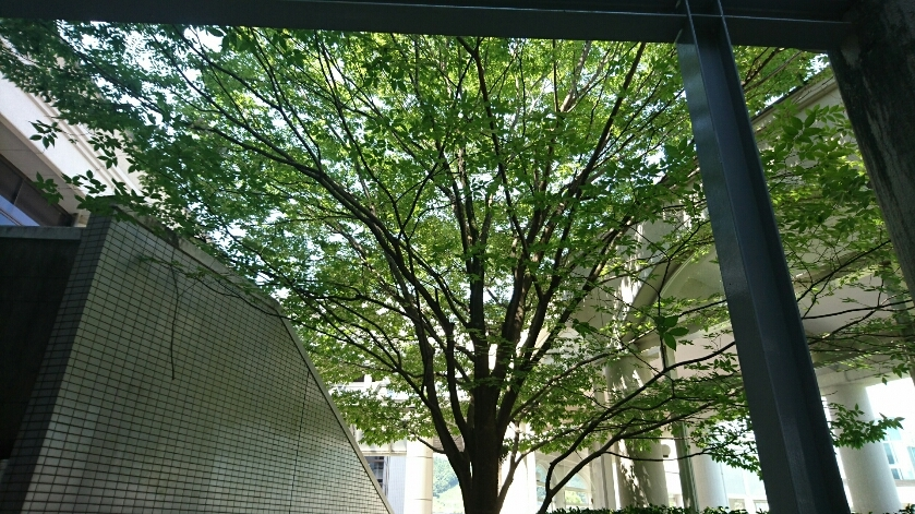 五条 椿