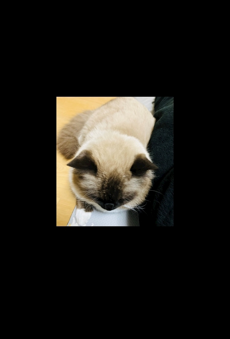 甘眠冠  しの