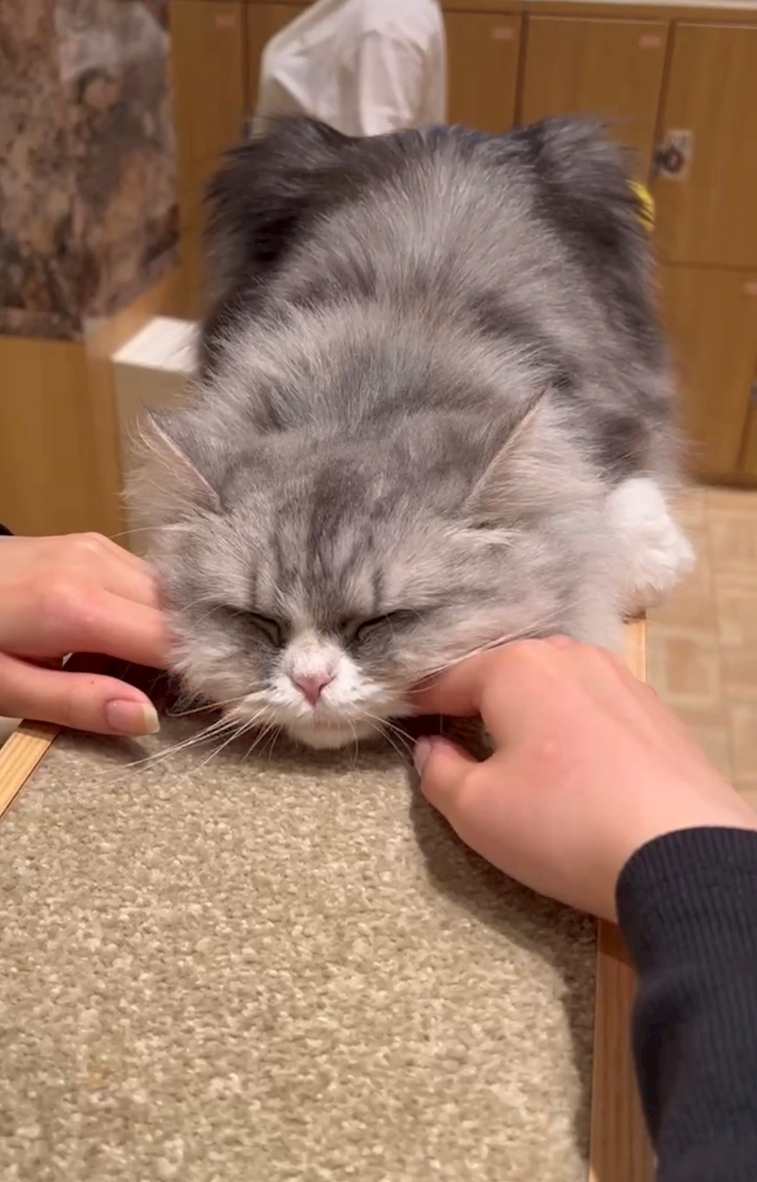 みるく