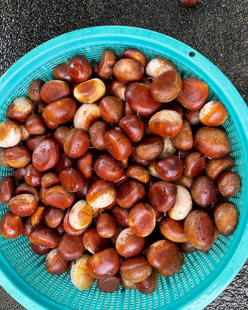 朝倉 しおり